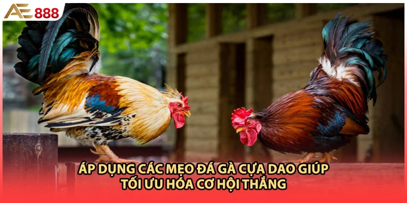 Áp dụng các mẹo đá gà cựa dao giúp tối ưu hóa cơ hội thắng