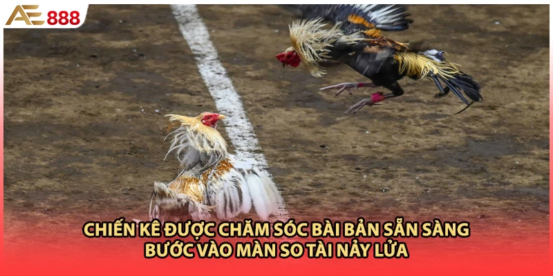 Chiến kê được chăm sóc bài bản sẵn sàng bước vào màn so tài nảy lửa
