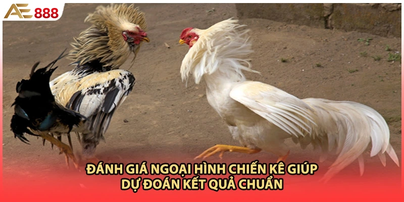 Đánh giá ngoại hình chiến kê giúp dự đoán kết quả chuẩn