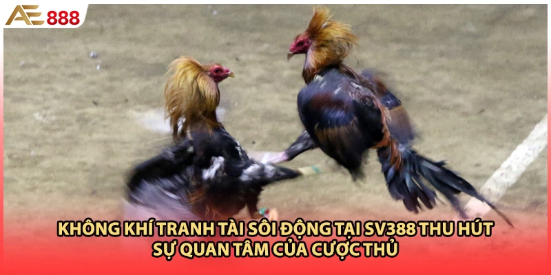Không khí tranh tài sôi động tại sv388 thu hút sự quan tâm của cược thủ