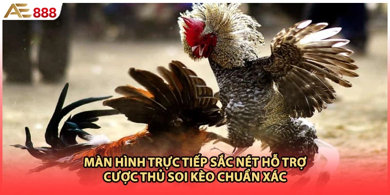 Màn hình trực tiếp sắc nét hỗ trợ cược thủ soi kèo chuẩn xác