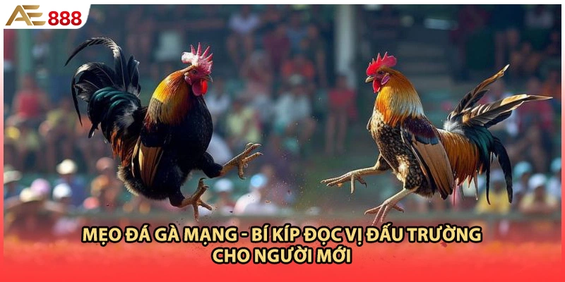 Mẹo Đá Gà Mạng - Bí Kíp Đọc Vị Đấu Trường Cho Người Mới