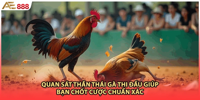 Quan sát thần thái gà thi đấu giúp bạn chốt cược chuẩn xác
