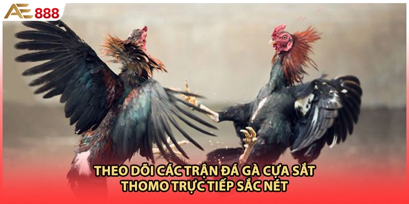 Theo dõi các trận đá gà cựa sắt thomo trực tiếp sắc nét
